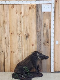 African Bush Pig Full Body Taxidermy Mount