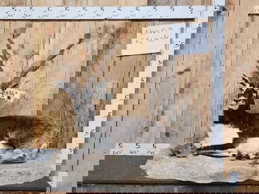 Indian Black Buck Full Body Taxidermy Mount