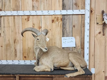 Juvenile Aoudad Or Barbary Sheep Full Body Taxidermy Mount