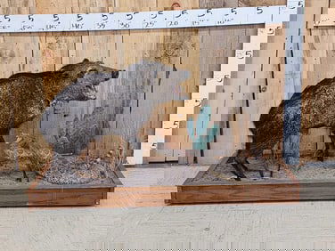 Big Diamondback Rattlesnake Striking At A Peccary Full Body Taxidermy Mount