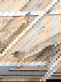 Coyote With Squirrel Full Body Taxidermy Mount