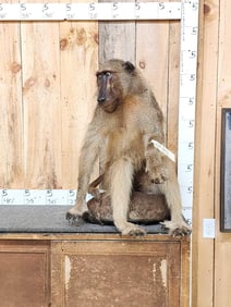 Chakma Baboon Full Body Taxidermy Mount