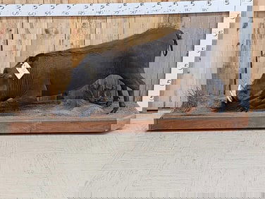 African Warthog Full Body Taxidermy Mount