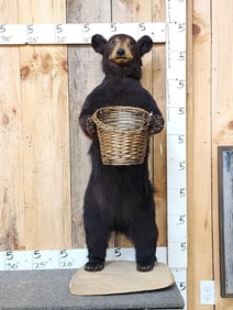 Black Bear Cub Full Body Taxidermy Mount