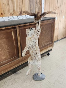 Bobcat Leaping For A Grouse Taxidermy