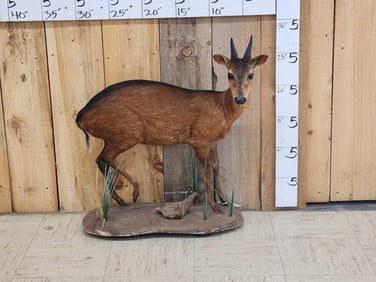 African Bay Duiker Full Body Taxidermy Mount
