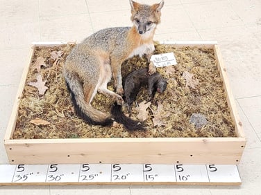 Grey Fox With Black Squirrel Taxidermy Mount