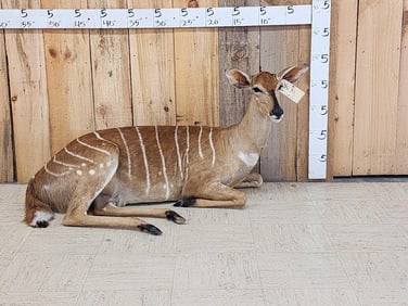 Female African Nyala Full Body Taxidermy Mount