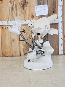Arctic Fox Hunting Ptarmigans Full Body Taxidermy Mount