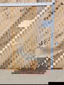 Tibetan Gazelle Full Body Taxidermy Mount