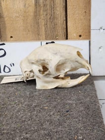 African Porcupine Skull Taxidermy