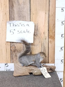 Grey Squirrel Full Body Taxidermy Mount