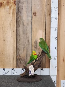 Make & Female Superb Parrots Full Body Bird Taxidermy