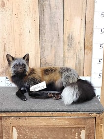 Pretty Ranch Cross Fox Full Body Taxidermy Mount