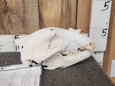 Alaskan Brown Bear Skull Taxidermy