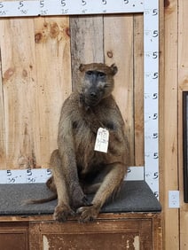 African Chacma Baboon Full Body Taxidermy Mount