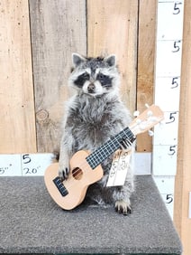 Raccoon Playing A Guitar Taxidermy