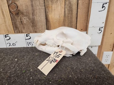 Big Canadian Black Bear Skull Taxidermy