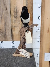 Eurasian Magpie Full Body Bird Taxidermy