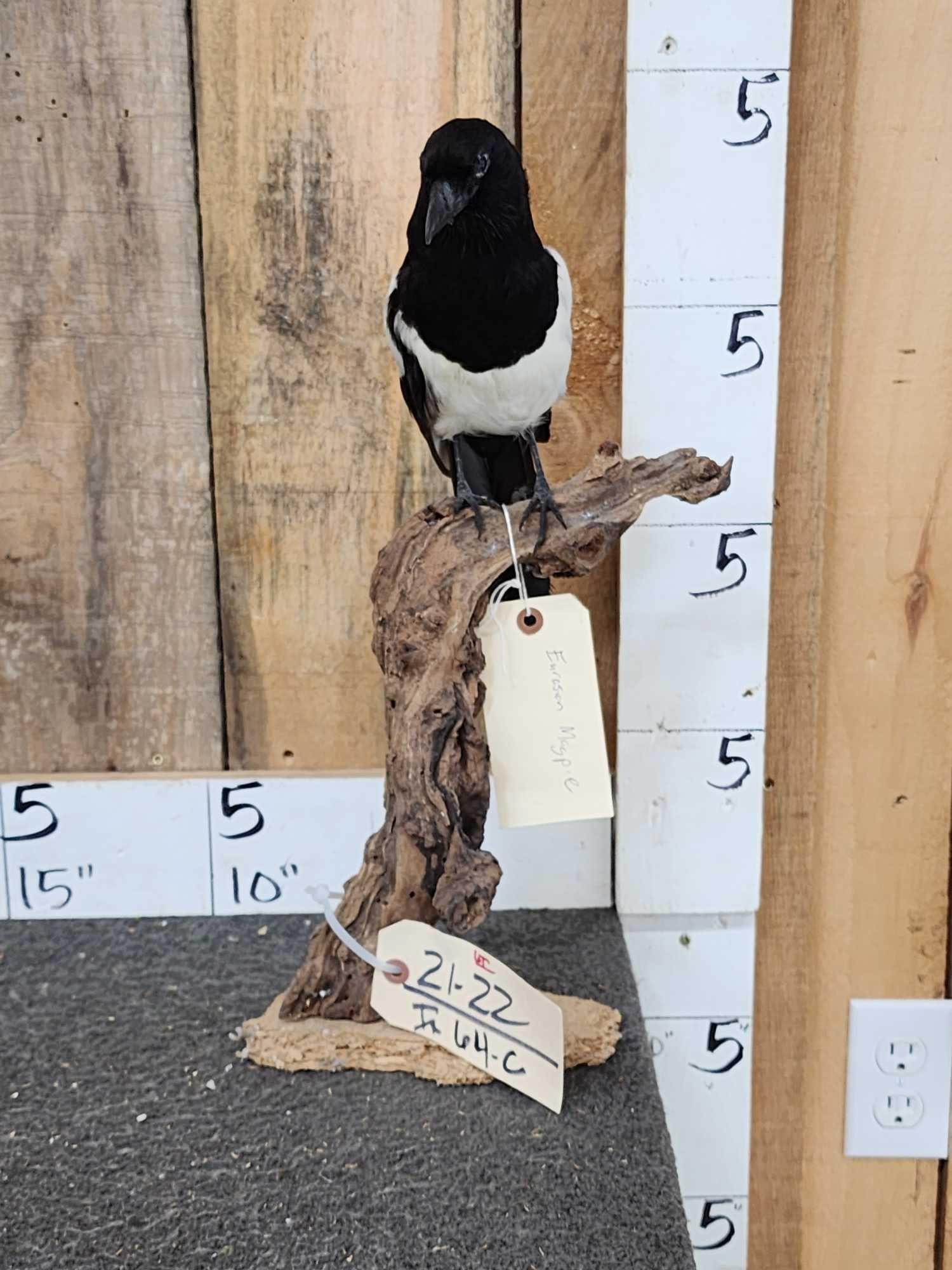 Eurasian Magpie Full Body Bird Taxidermy (1 of 6)