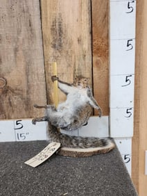 Squirrel On A Stripper Pole Taxidermy