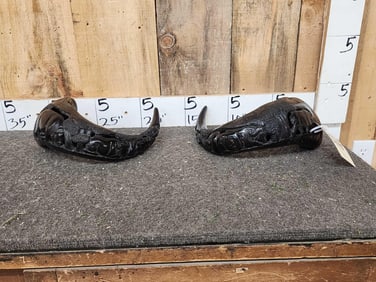 Pair Of African Cape Buffalo Hand Carved Horns