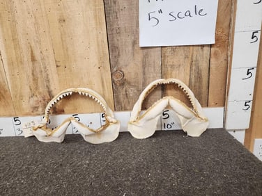 2 Mako Shark Jaws Taxidermy