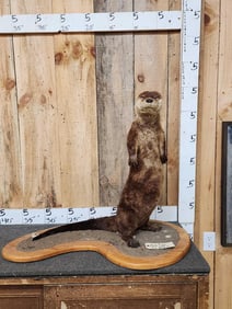 Otter Full Body Taxidermy Mount