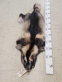 Soft Tanned Fin Coon Or Tanuki Fur Taxidermy