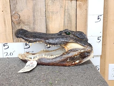 Taxidermy Alligator Head
