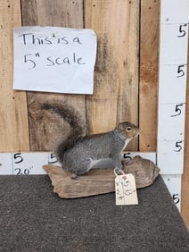 Grey Squirrel Full Body Taxidermy Mount