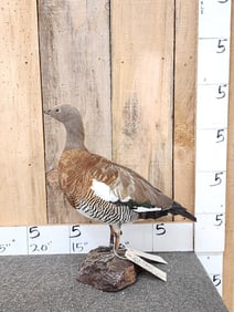 Ashy Headed Goose Full Body Bird Taxidermy