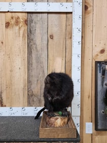 Black Beaver Full Body Taxidermy Mount