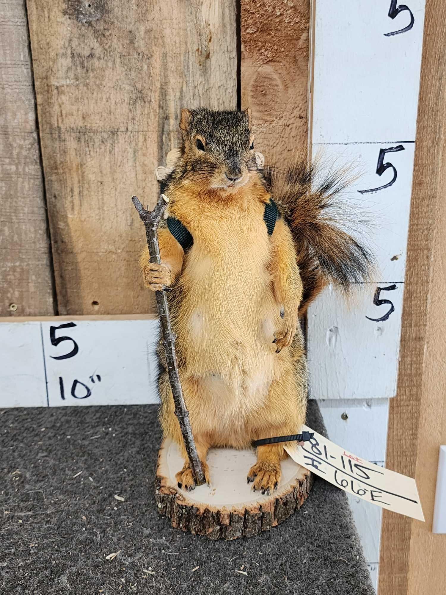 Backpacking Squirrel Full Body Taxidermy Mount (1 of 3)