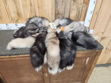 20 Large Ranch Fox Tails Taxidermy