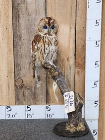 Tawny Owl Full Body Bird Taxidermy