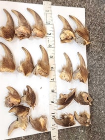 19 Alaskan Grizzly Bear Claws Taxidermy
