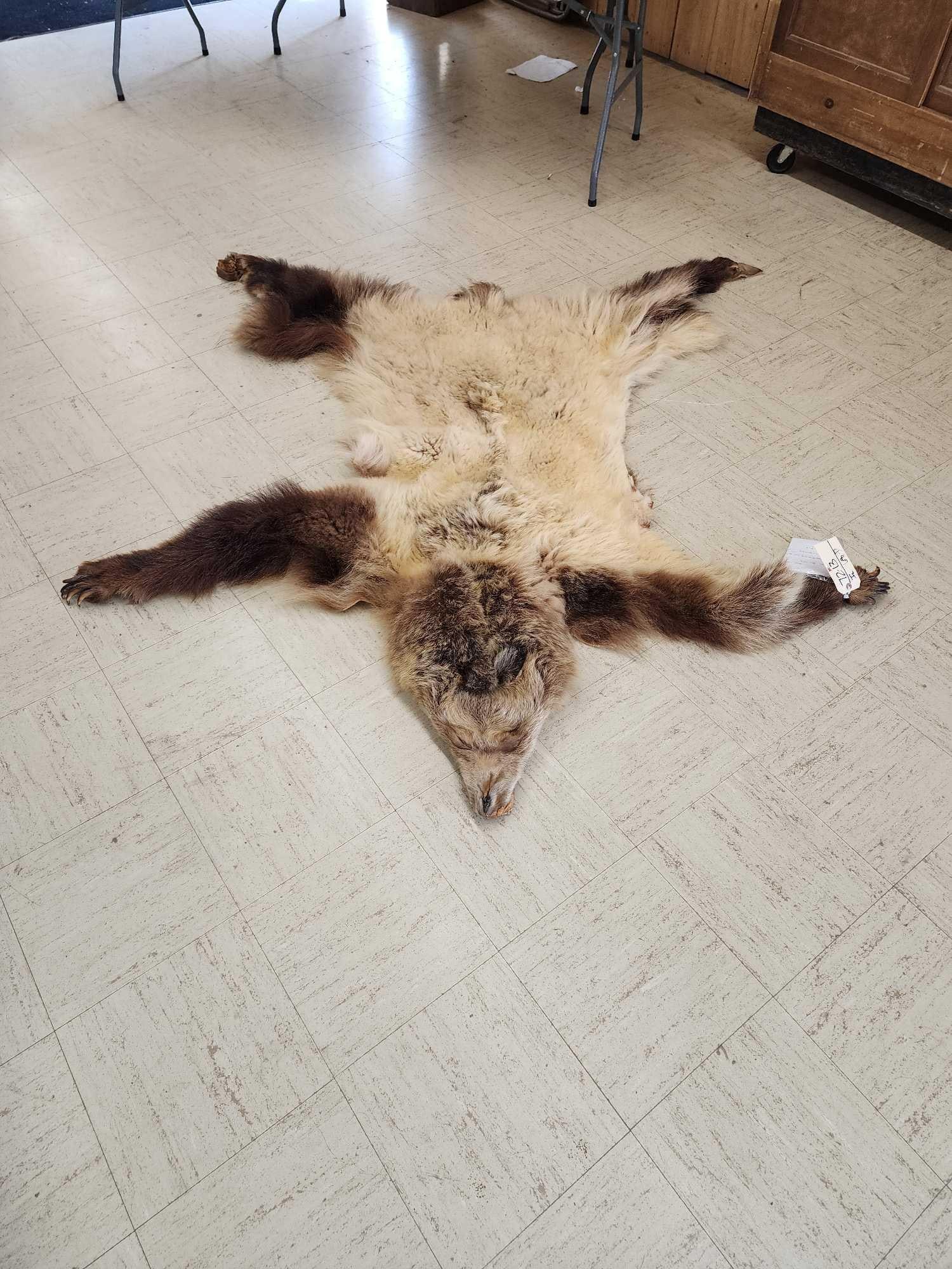 Soft Tanned Blonde Grizzly Bear Skin Taxidermy (1 of 8)