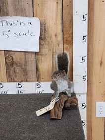 Grey Squirrel Full Body Taxidermy Mount