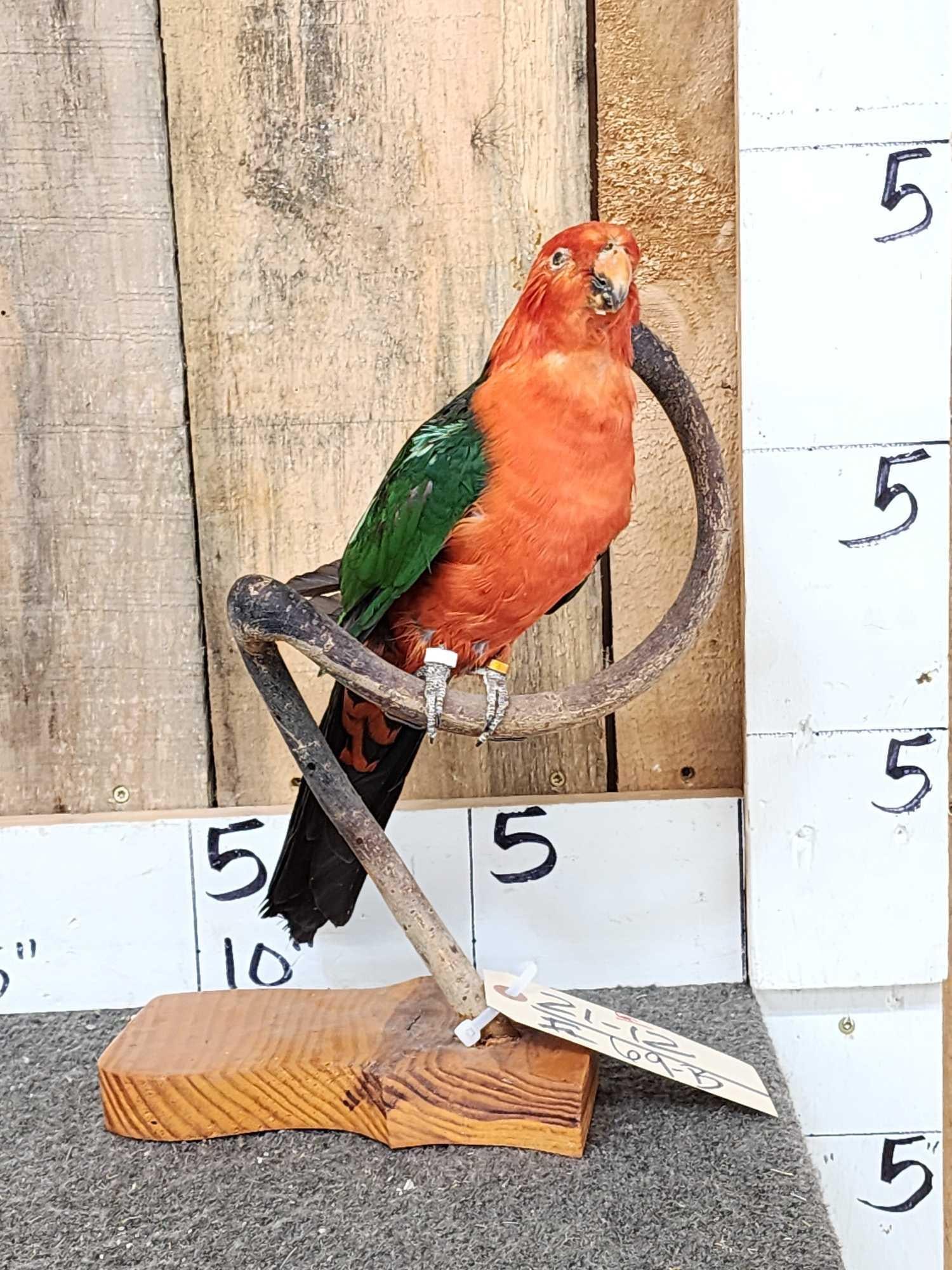 Australian King Parrot Full Body Bird Taxidermy (1 of 6)