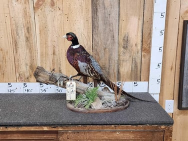 Ringneck Pheasant Full Body Bird Taxidermy