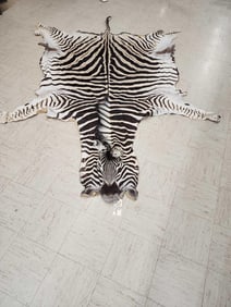 Soft Tanned Zebra Skin Taxidermy