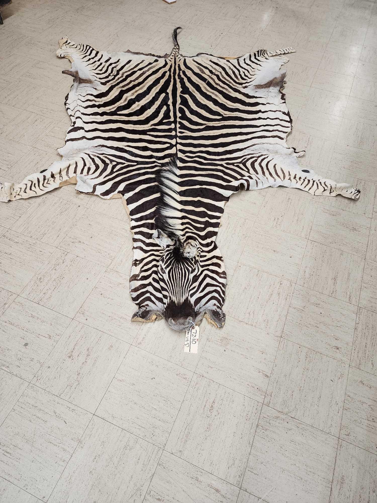 Soft Tanned Zebra Skin Taxidermy (1 of 5)