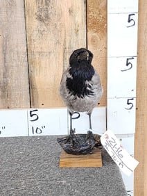 African Hooded Crow Full Body Bird Taxidermy