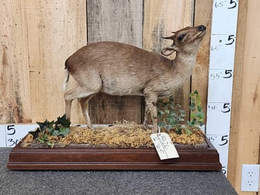 African Blue Duiker Full Body Taxidermy Mount