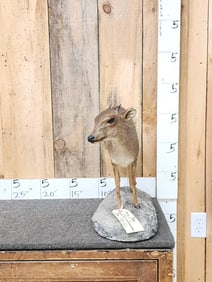 African Blue Duiker Full Body Taxidermy Mount