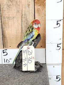 Rosella Parrot Full Body Bird Taxidermy
