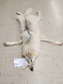 Big Alaskan Wolf Soft Tanned Fur Taxidermy