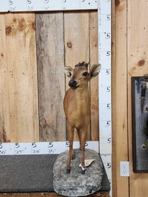 African Red Duiker Full Body Taxidermy Mount