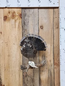 Blue Grouse Strutting Bird Taxidermy